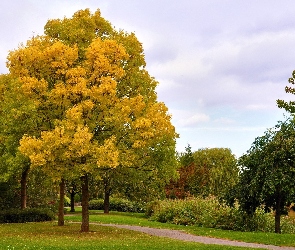 Park, Jesień, Drzewa