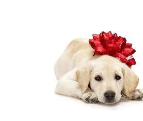 Kokarda, Czerwona, Pies, Labrador Retriever