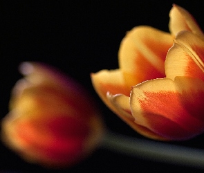 Tulipany, Zbliżenie, Tło, Czarne