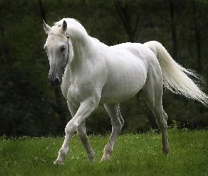 Koń, Trawa, Biały