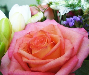 Kwiaty, Róża
