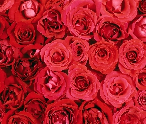 Kwiaty, Róże, Czerwone