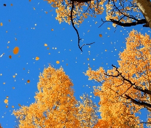 Drzewa, Niebo, Czyste, Liście, Jesień