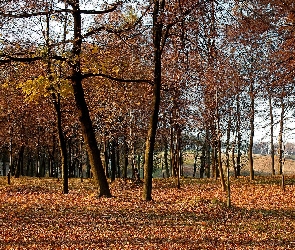 Jesień, Liście, Drzewa, Park