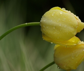 Żółte, Deszcz, Tulipany
