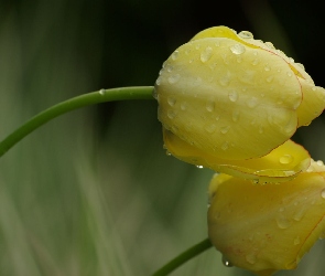 Tulipany, Deszcz, Żółte