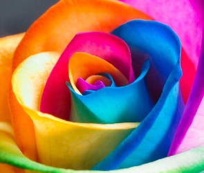 Róża, Kolorowa