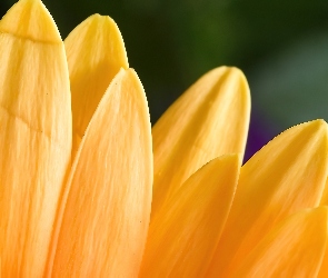Żółty, Płatki, Kwiat