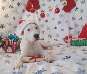 Boże Narodzenie, Pies