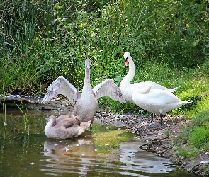 Łabędzia, Rodzina