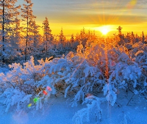 Drzewa, Słońca, Śnieg, Promienie, Krzewy
