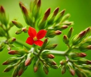 Kalanchoe, Pąki, Czerwony, Kwiat