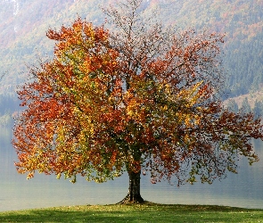 Jesień, Woda, Drzewo, Samotne