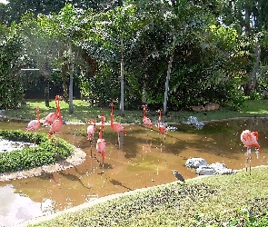 Flamingi, Park