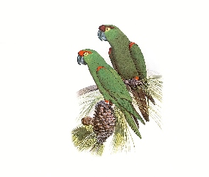 Edward Lear, Szyszka, Zielone, Papugi