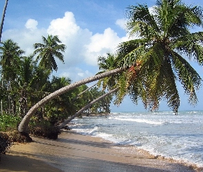 Hawaje, Ocean, Palmy