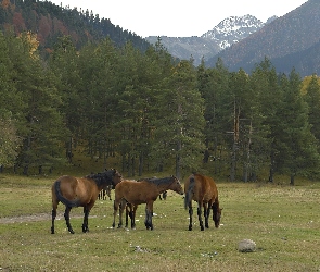 Pastwisko, Góry, Konie, Lasy