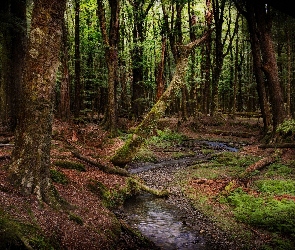 Rzeka, Nowa Zelandia, Las