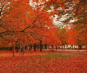Park, Drzewa, Ławka, Jesień