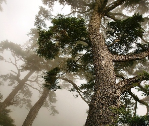Drzewa, Mgła, Poranek, Sosny