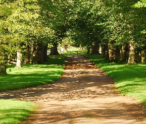 Drzewa, Alejka, Park