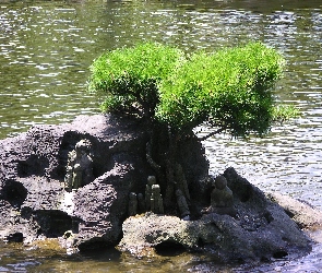 Skała, Woda, Sosna