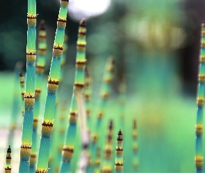 Bambus