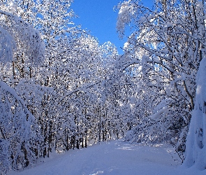 Zima, Drzewa, Zaśnieżone