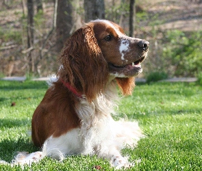 Springer spaniel walijski, leżący