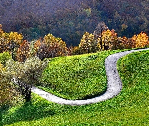 Jesień, Drzewa, Droga