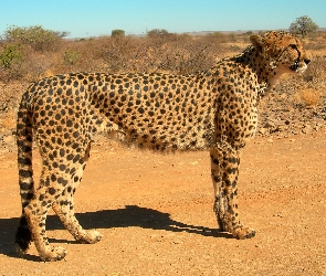 Gepard, Sawanna