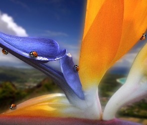 Biedroneczki, Strelicja Królewska, Kwiat