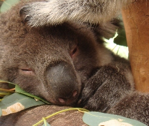 Koala, Śpiący, Drzewo, Eukaliptusowe