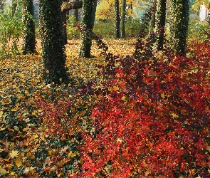 Jesienne, Park, Drzewa, Liście, Kolorowe