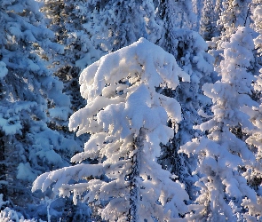 Świerki, Ośnieżone, Zima, Las