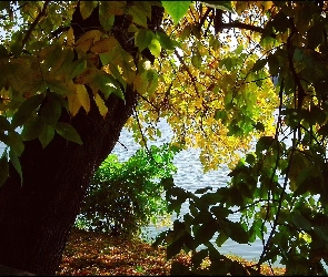 Jesień, Jezioro, Liście, Drzewa