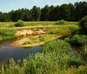 Las, Rzeka, Łąka