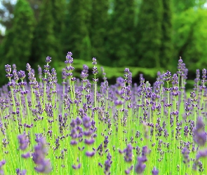 Fioletowe, Roślinki