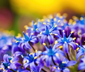 Delikatne, Kwiatuszki, Niebieskie