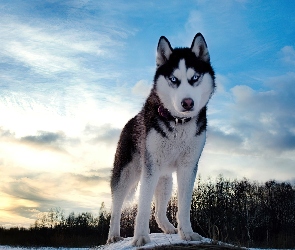 Siberian Husky, Pies