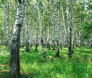 Las, Brzozowy