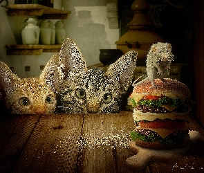 Dwa, Hamburgery, Szczurek, Koty