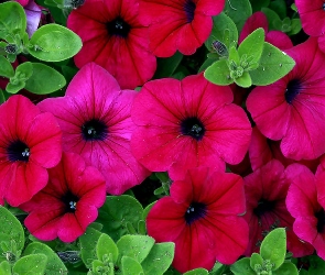 Różowa, Petunia Ogrodowa, Kwiaty