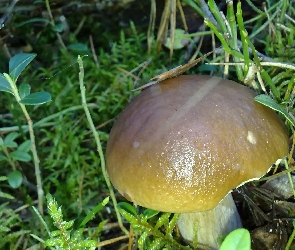 Prawdziwek, Rośliny, Grzyb
