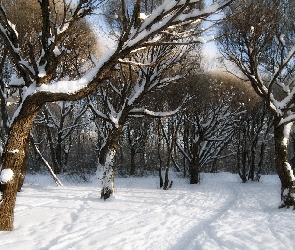 Park, Drzewa, Zima