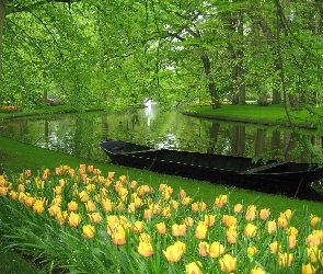 Rzeka, Tulipany, Park