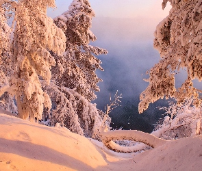 Drzewa, Zachód Słońca, Zima