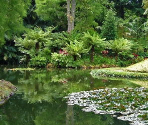 Staw, Botaniczny, Ogród, Palmy