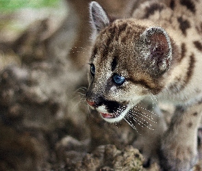 Mała, Oczy, Niebieskie, Puma