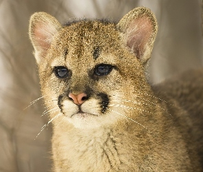 Puma, Młoda